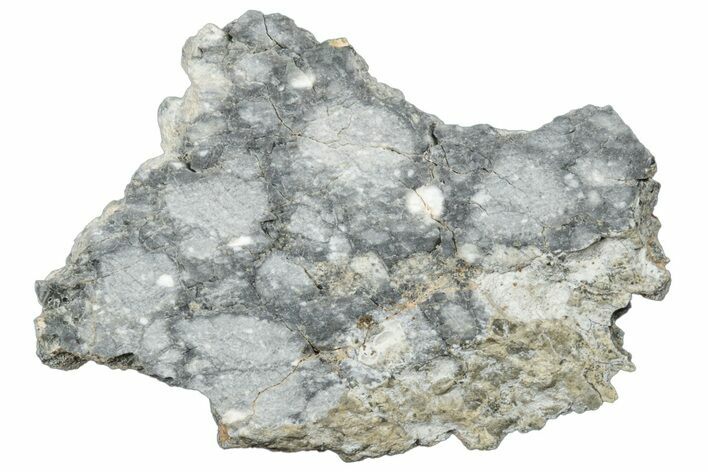 Gadamis Apollo Lunar Meteorite ( g) Slice #304322